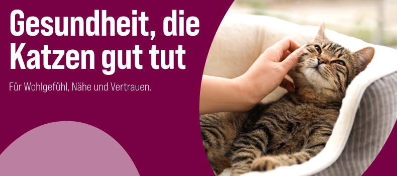 Katzengesundheit Katze liegt in einem Körbchen und wird von einer Hand am Kopf gestreichelt - Banner zum Thema Katzengesundheit.
