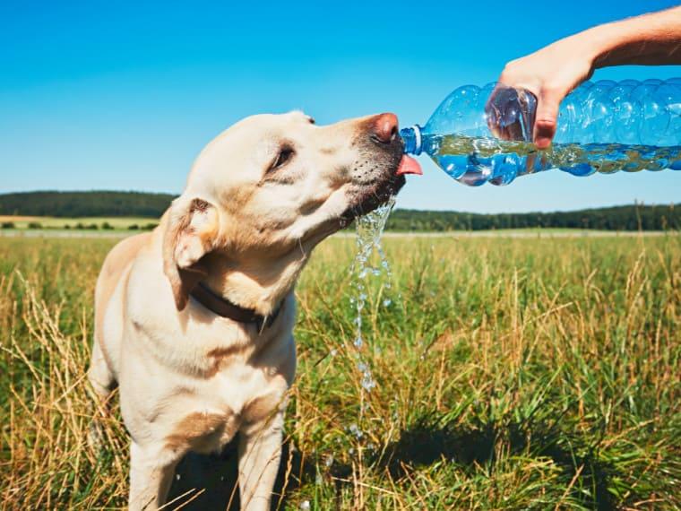 Hund trinkt Hund trinkt aus einer Wasserflasche auf einer Wiese.