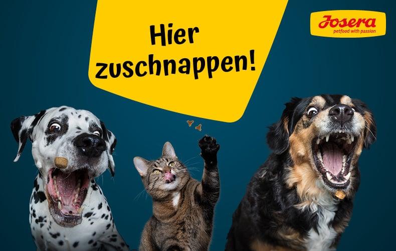 Josera Topbanner Hunde und eine Katze versuchen Futterstücke zu fangen, daneben der Text „Hier zuschnappen!“.