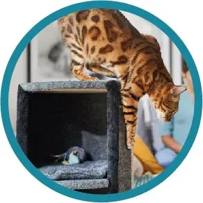 ZooRoyal Original für Katzen ZooRoyal Original für Katzen.