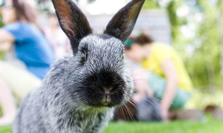 Gefahren für Kaninchen.jpg