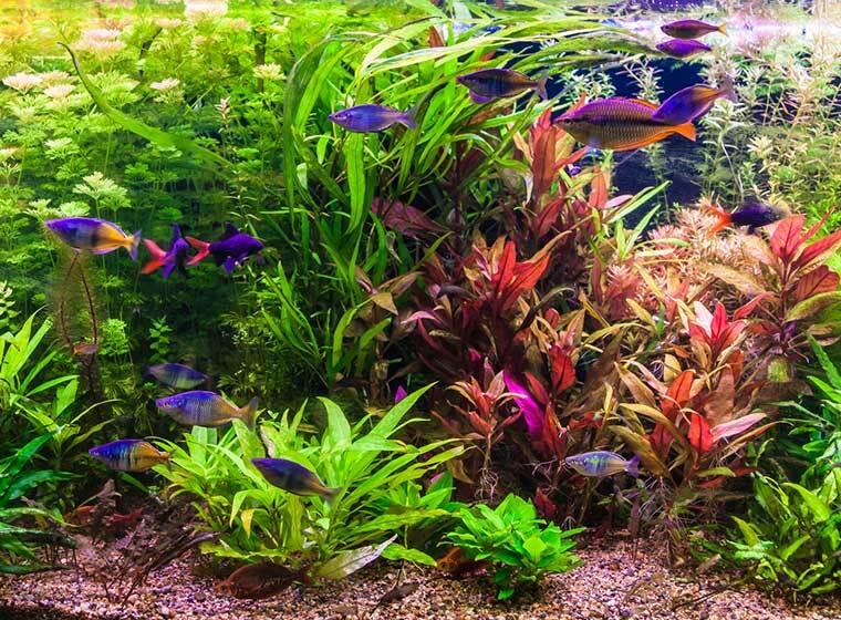 Buntes Süßwasseraquarium mit Fischen Mehrere farbige Süßwasserfische schwimmen vor dicht bepflanzten Aquarienpflanzen.