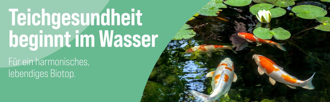 Teichgesundheit Mehrere Koi schwimmen im Gartenteich unter Seerosenblättern - Banner zum Thema Teichgesundheit.