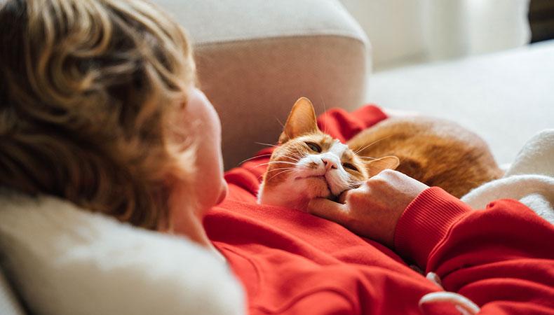 Entspannte Katze beim gemeinsamen Kuscheln auf dem Sofa Katze liegt auf einer Person und wird am Kinn gestreichelt.