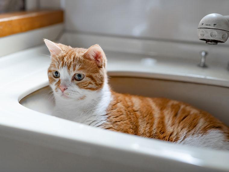 Katze ruht gemütlich im Waschbecken unter dem Wasserhahn Orange-weiße Katze liegt in einem Waschbecken.