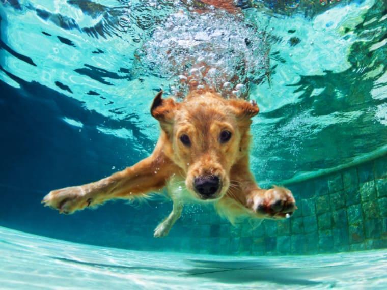 Hund taucht Hund schwimmt unter Wasser in einem Becken.