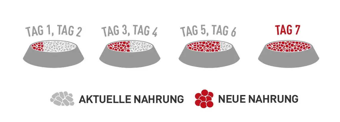 Umstellung der Tiernahrung in sieben Tagen Grafische Schrittfolge zur Futterumstellung über sieben Tage mit wechselnden Anteilen von alter und neuer Nahrung in einem Napf.