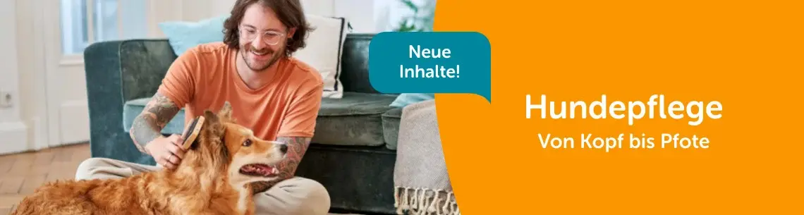 Hundepflege Hellbrauner Hund sitzt vor einem Sofa auf dem Boden und wird gebürstet; Symbolbild zum Thema Hundepflege.