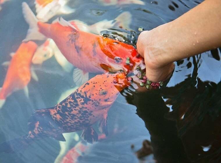 Teich Fischfutter Eine Hand füttert Koi in einem Teich mit kleinen Pellets.