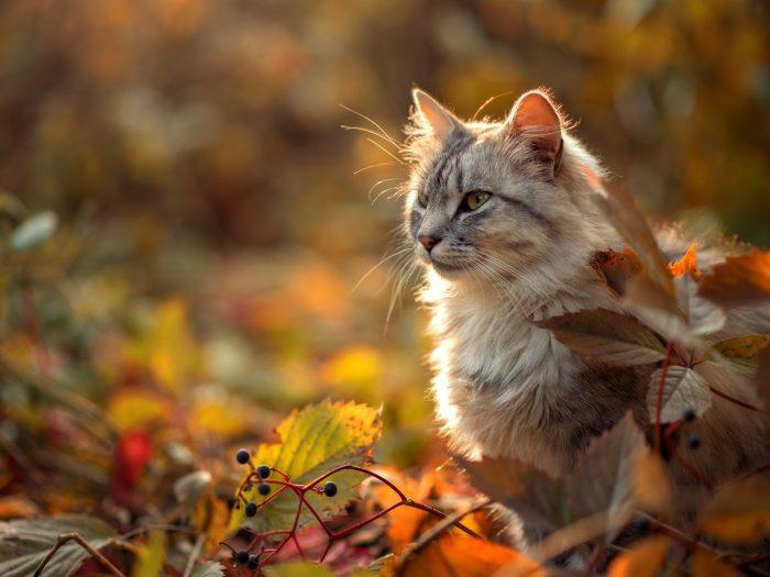 Katzenpflege bei Fellwechsel Bild einer langhaarigen Katze inmitten von herbstlichem Laub; umgeben von bunten Blättern in Orange-, Rot- und Gelbtönen, im Hintergrund warmes Sonnenlicht und unscharfe Vegetation. Hinweis: Symbolbild für Katzenpflege und Gesundheit in der Herbstsaison.