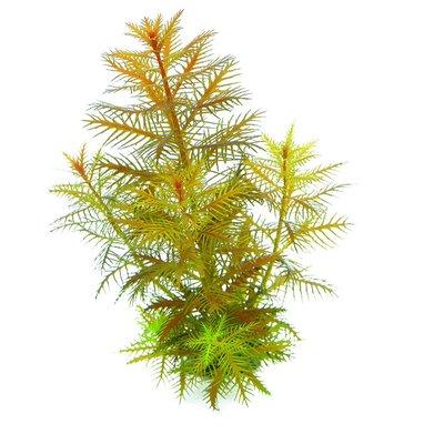 Dennerle Plants Proserpinaca palustris In-Vitro Dennerle Plants Proserpinaca palustris In-Vitro
