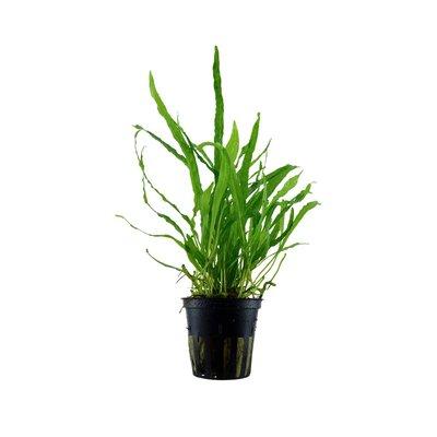 Tropica Aquariumpflanze Microsorum pteropus 'Narrow' Tropica Aquariumpflanze Microsorum pteropus 'Narrow'