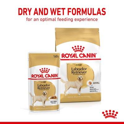 ROYAL CANIN Labrador Retriever Adult 3kg + Labrador Adult in Soße 10x140g ROYAL CANIN Labrador Retriever Adult 3kg + Labrador Adult in Soße 10x140g