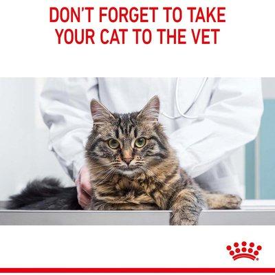 ROYAL CANIN HAIRBALL CARE Katzennahrung trocken gegen Haarballenbildung Gravy ROYAL CANIN HAIRBALL CARE Katzennahrung trocken gegen Haarballenbildung Gravy