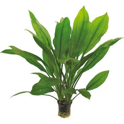Aquafleur Echinodorus Bleheri Pflanze im 5 cm Topf Aquafleur Echinodorus Bleheri Pflanze im 5 cm Topf