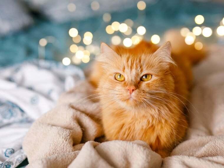 Silvester mit Katze – Tipps und Hilfe für eine stressfreie Zeit