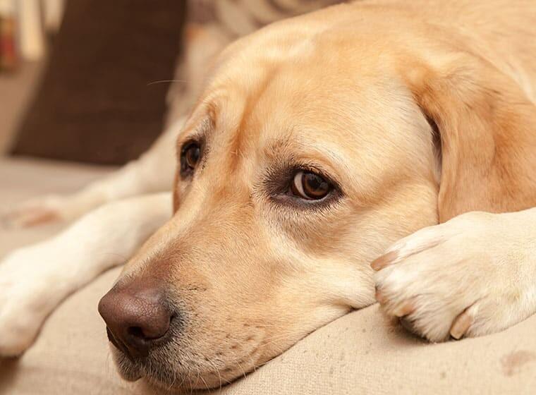 Silvester mit Hund – Vorbereitung auf den Jahreswechsel