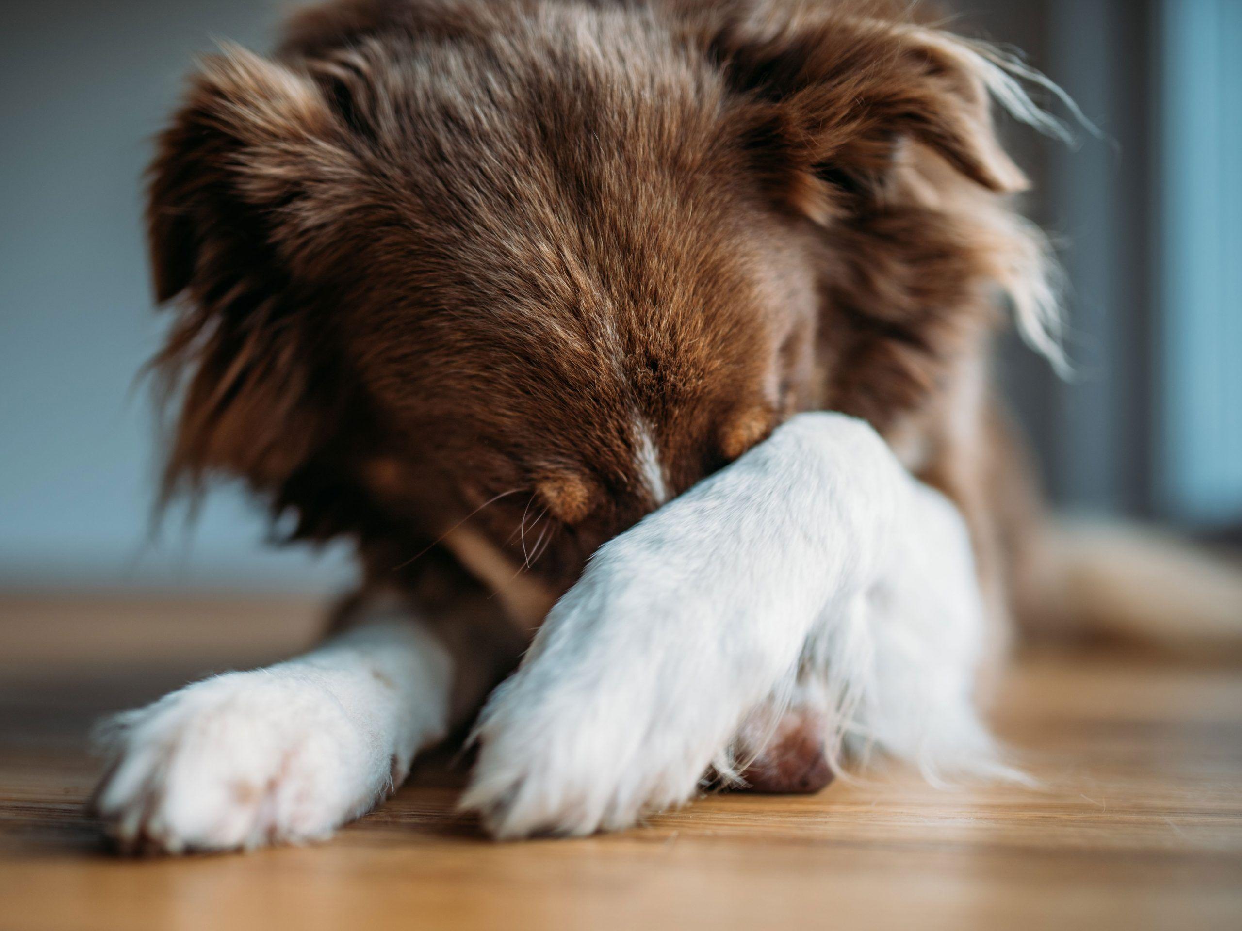Angststörung beim Hund