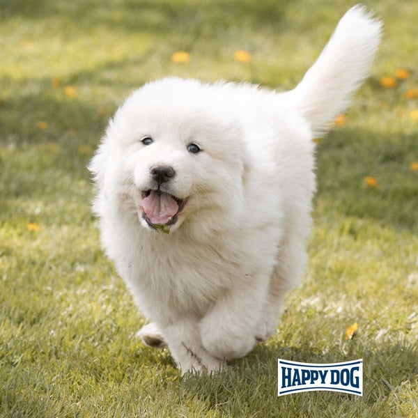 Happy dog junior giant lamb & rice clearance