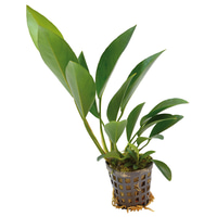 Aquafleur Anubias Congensis Pflanze im 5 cm Topf