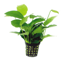 Aquafleur Anubias Nana Pflanze im 5 cm Topf