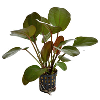 Aquafleur Echinodorus Rubra im Pflanze 5 cm Topf