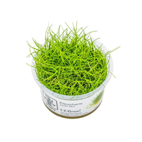 Tropica Bodendecker Eleocharis pusilla Mini