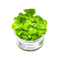 Tropica Bodenpflanze Lobelia cardinalis Mini