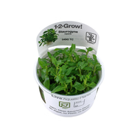 Tropica Bodenpflanze Staurogyne repens