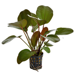 Aquafleur Echinodorus Rubra im Pflanze 5 cm Topf