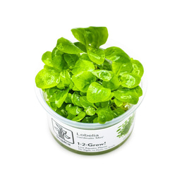 Tropica Bodenpflanze Lobelia cardinalis Mini