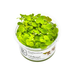 Tropica Schwimmpflanze Phyllanthus fluitans