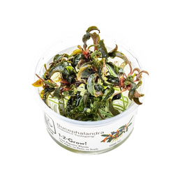 Tropica Zierpflanze Bucephalandra Kedagang