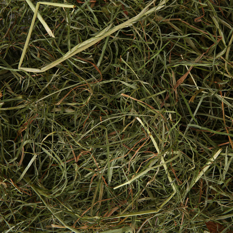 Bunny Allgäuer FrischGras Kleintierheu