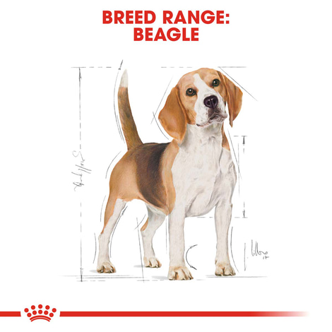 ROYAL CANIN Beagle Adult Hundefutter trocken