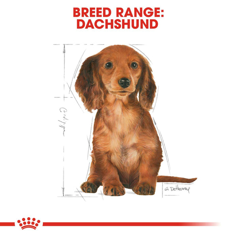 ROYAL CANIN Dachshund Puppy Welpenfutter trocken für Dackel 1,5kg