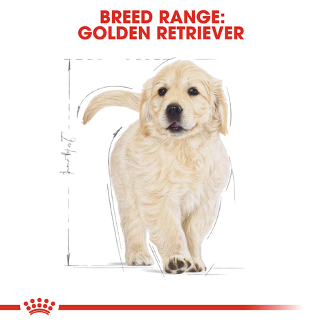 ROYAL CANIN Golden Retriever Puppy Welpenfutter trocken