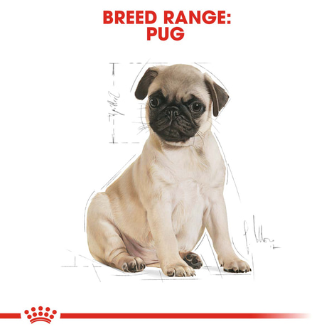 ROYAL CANIN Pug Puppy Welpenfutter trocken für Mops