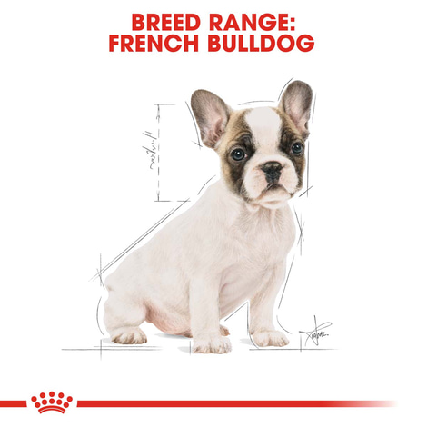 ROYAL CANIN French Bulldog Puppy Welpenfutter trocken für Französische Bulldoggen