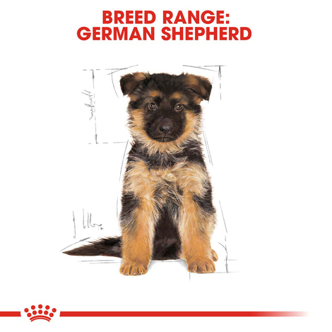 ROYAL CANIN German Shepherd Puppy Welpenfutter trocken für Deutsche Schäferhunde