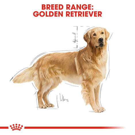 ROYAL CANIN Golden Retriever Adult Hundefutter trocken