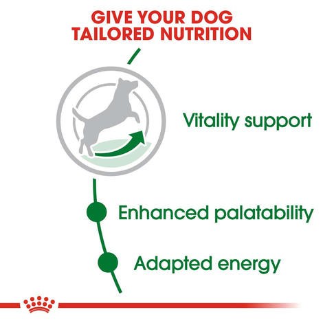 ROYAL CANIN MINI Adult 8+ Trockenfutter für ältere kleine Hunde