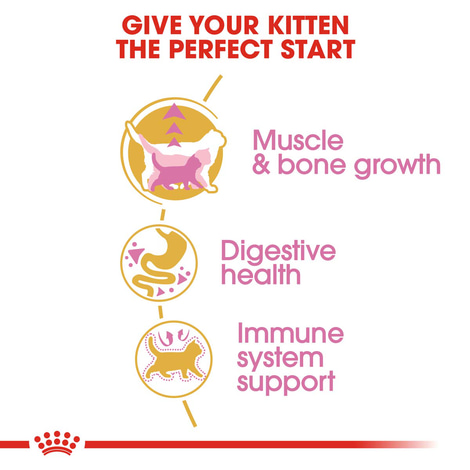 ROYAL CANIN British Shorthair Kittenfutter trocken für Kätzchen