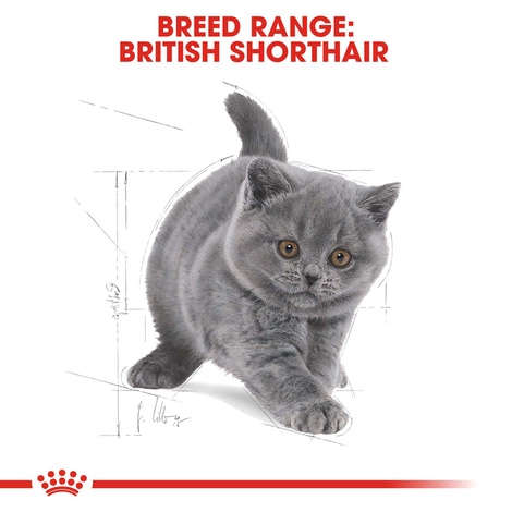 ROYAL CANIN British Shorthair Kittenfutter trocken für Kätzchen