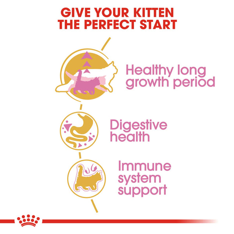 ROYAL CANIN Maine Coon Trockenfutter für Kätzchen