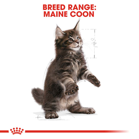ROYAL CANIN Maine Coon Trockenfutter für Kätzchen