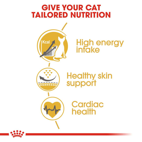 ROYAL CANIN Sphynx Adult Katzenfutter trocken