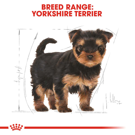 ROYAL CANIN Yorkshire Terrier Welpenfutter trocken