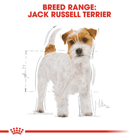ROYAL CANIN Jack Russell Terrier Adult Hundefutter trocken