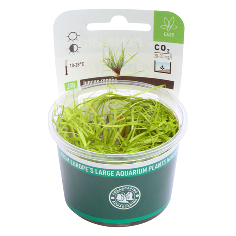Dennerle Plants Juncus repens In-Vitro